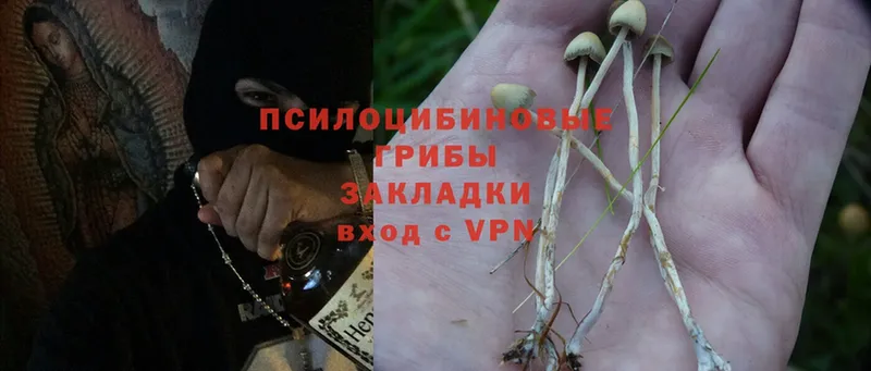 Галлюциногенные грибы Psilocybe  Камбарка 